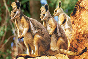 澳大利亞悉尼野生動物園.jpg