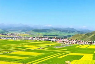 青海門源油菜花